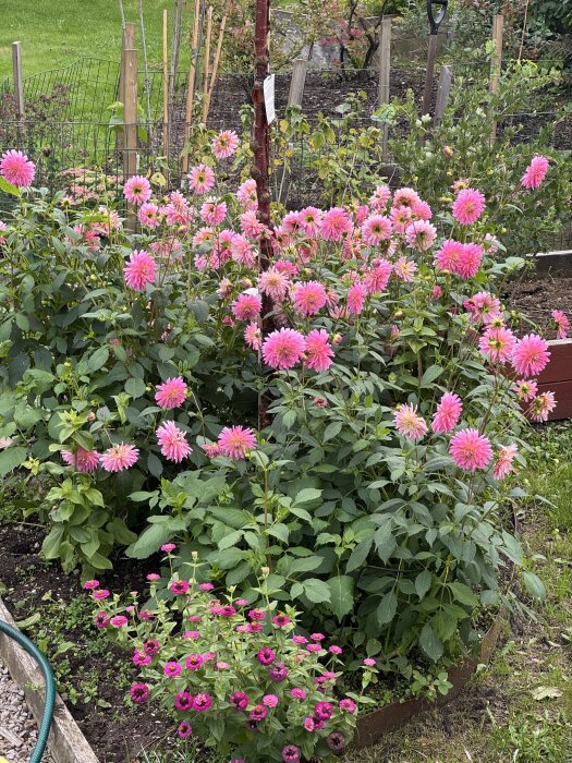 Rosa dahlior och purpurfärgade blommor i en trädgård.