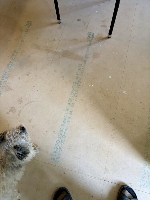 Golv av golvspån med tryckt text synlig, en hund med lockig päls och en skuggad fot med sandal framifrån, sett ovanifrån.