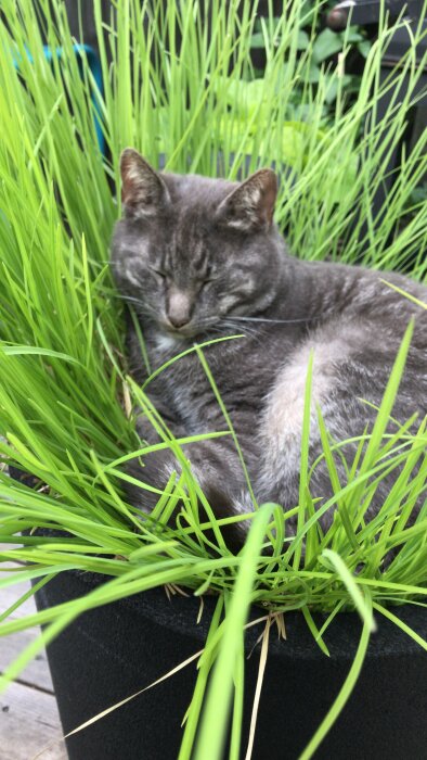Grå katt sover i en kruka med högt gräs, ser fridfull och nöjd ut.