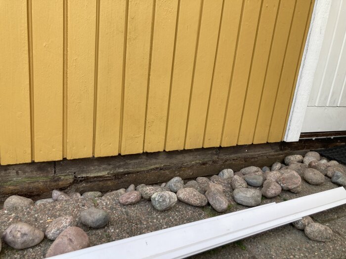Gulmålad yttervägg på gäststuga med synlig syll som är fuktskadad. Marken intill består av sten och en borttagen bräda ligger framför.