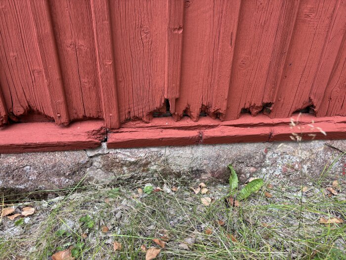 Rötskadad, röd träfasad på äldre stuga, med skador längst ner vid marknivå. Planeras att repareras med tvärgående planka.