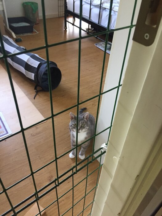 Grå katt står bakom grönt kompostgaller i ett rum med trägolv och säng, ser på fotografen.