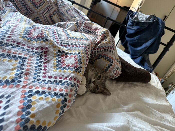 Katt ligger under ett färgglatt täcke på en säng, endast huvudet är synligt.