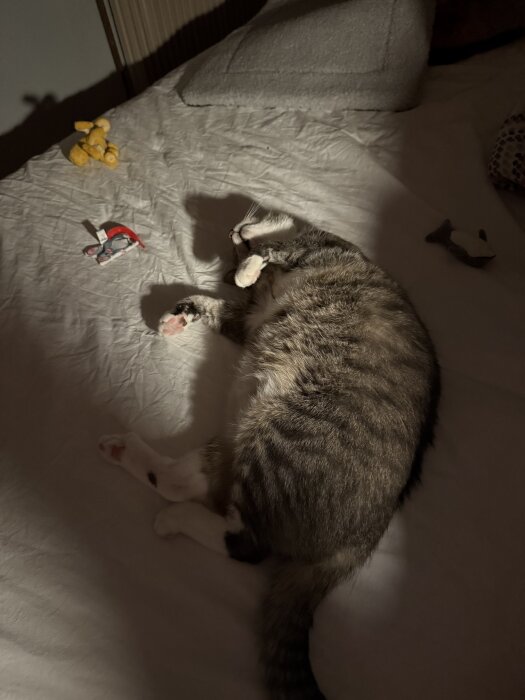En katt ligger avslappnat på en säng med leksaker omkring sig, inkluderat en gul plyschfågel och en liten musleksak.