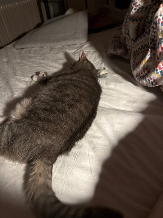 Katt ligger på en säng med huvudet på kudden och svansen utsträckt, omgiven av en mönstrad filt.