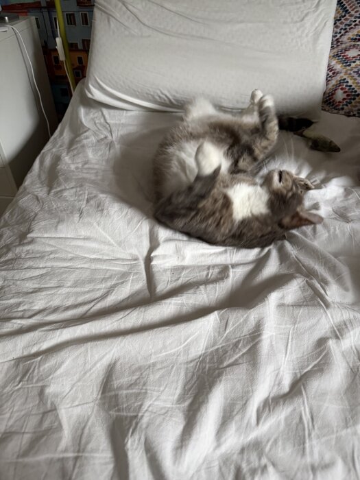 Katt ligger avslappnat på en vit säng, med benen i luften, bredvid en kudde.