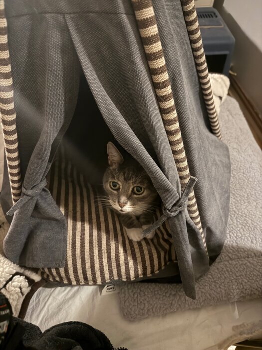 Katt i en tygigloo med ränder, ser nyfiken ut och ligger på en randig kudde.