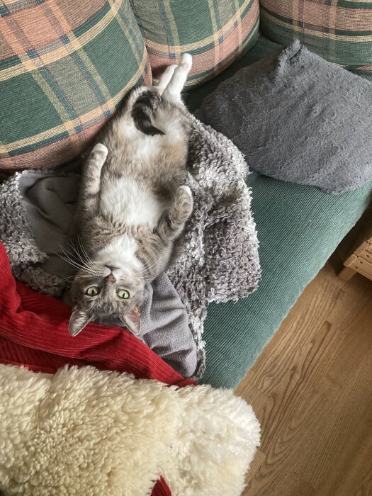 En grå katt ligger på rygg bland filtar på en soffa och ser upp mot kameran.