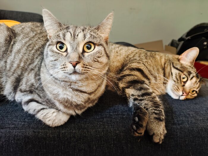 Två gråspräckliga katter ligger avslappnade på en soffa, en vaken och en halvslumrande.