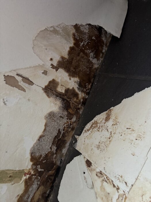 Mörka fläckar och skada på vägg bakom bortsliten tapet nära golvet, troligen orsakat av tidigare fuktproblem vid fönster.
