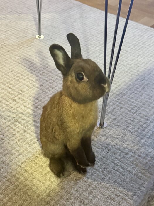 Brun kanin sitter upp på bakbenen på en beige matta bredvid bordsben av metall.
