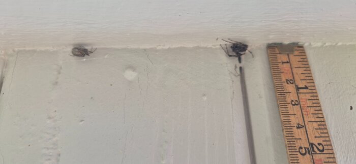 Spindlar på vitmålad garagedörr med tumstock för att visa storlek.