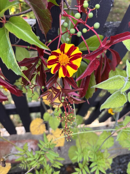 Blommande gul och röd dahlia omgiven av gröna och röda höstlöv framför ett staket.