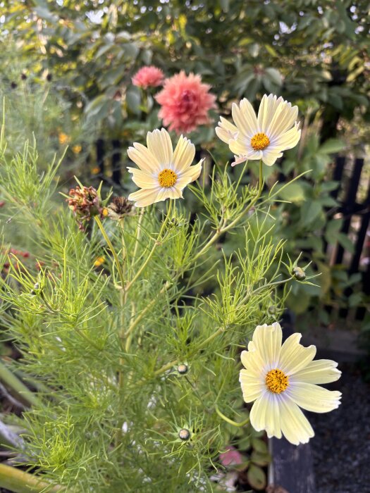Blommande gula blommor i en trädgård med grönska, med en rosa dahlia i bakgrunden.