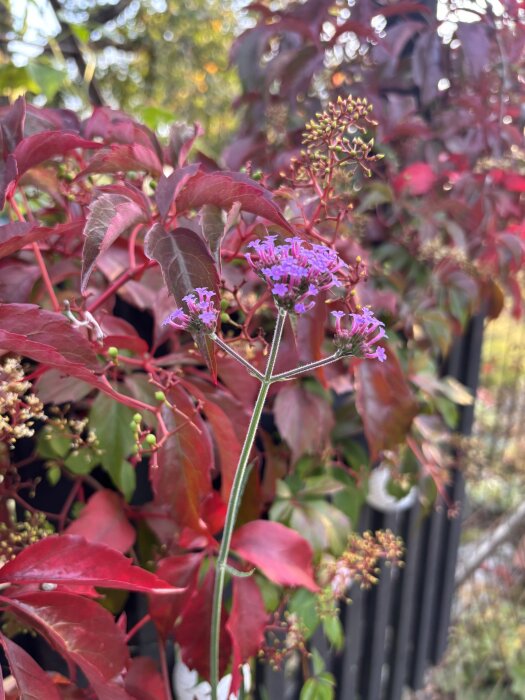 Lila blommor i förgrunden med bakgrund av röda höstlöv och solljus.