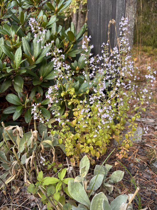 Växter med små lila blommor intill gröna buskar och vissnade blad, höstfärger i bakgrunden.