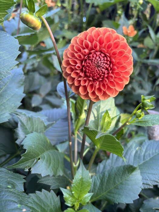 Röd dahlia i full blom omgiven av gröna blad i en trädgårdsmiljö.