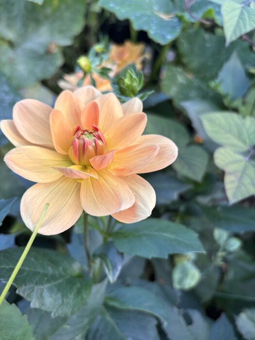 En ljusorange dahlia blommar omgiven av gröna blad, med fler blomknoppar i bakgrunden.