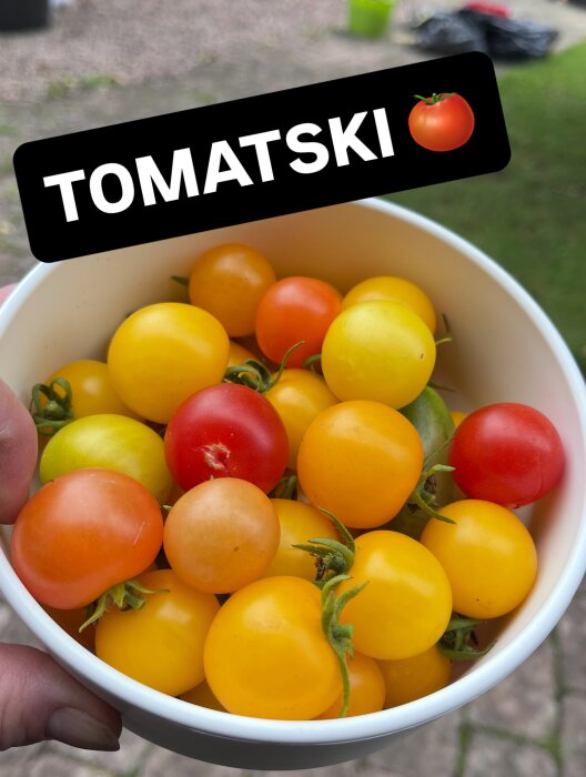 En skål med blandade tomater i olika färger, mestadels gula, plockade i en trädgård. Texten "TOMATSKI" syns ovanför skålen.