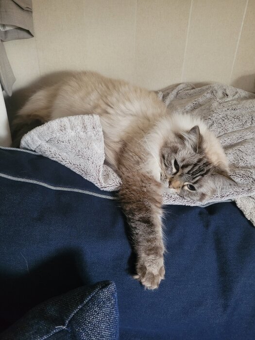 En fluffig katt ligger avslappnat på en grå filt, med en tass utsträckt på en blå soffa.
