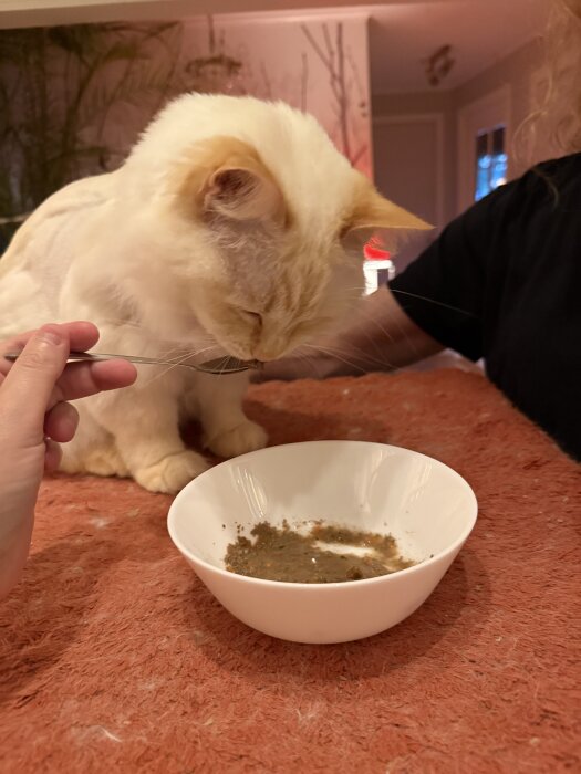 En katt matas med sked bredvid en vit skål med våtfoder på ett bord med röd filt.