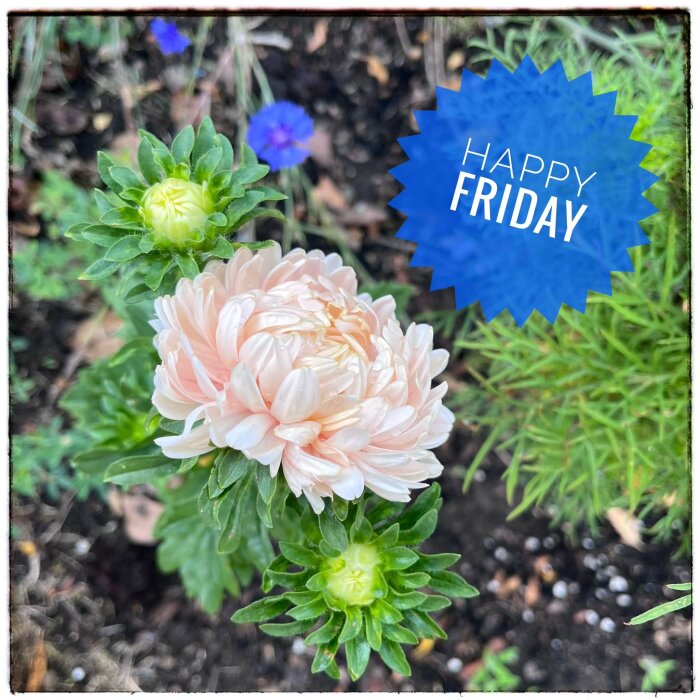 Närbild av en ljusrosa blomma med knoppar i en trädgård, med texten "Happy Friday" i en blå cirkelform.