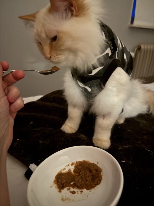 Nyopererad katt i skyddsdräkt matas med sked bredvid en skål med våtfoder.