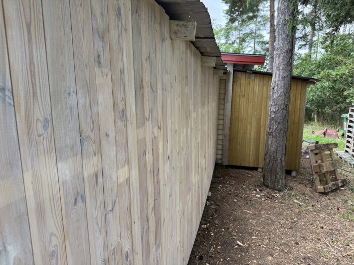 Slipade och oljade träväggar i en bod, målade i Gysinge järnoxidgul 7%, med plast skydd över. Bredvid står en träpall och ett träd.