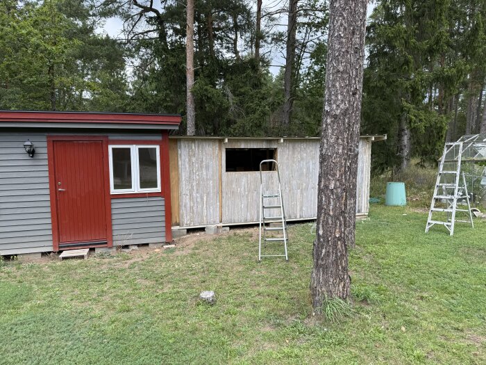 Grått förråd med röd dörr bredvid ett slitet träskjul i en trädgård. Två stegar står mot byggnaderna, omgivna av träd.