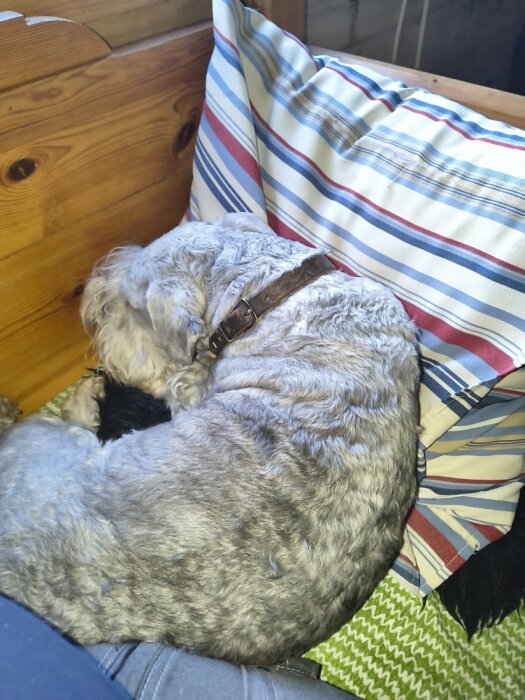 Ceskyterrier ligger och vilar på en randig kudde i en träsoffa.