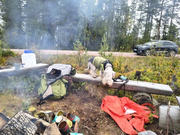 Ceskyterrier-hund i grön tröja sniffar vid en campingplats med ryggsäck, orange presenning och bil i bakgrunden.