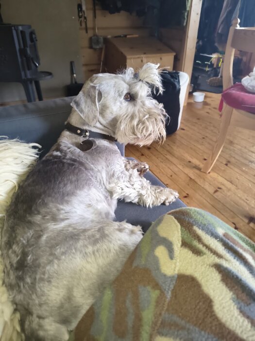 Ceskyterrier Jippi ligger på en soffa i ett träinrett rum, ser bekväm ut med sin päls i en tofs på huvudet.