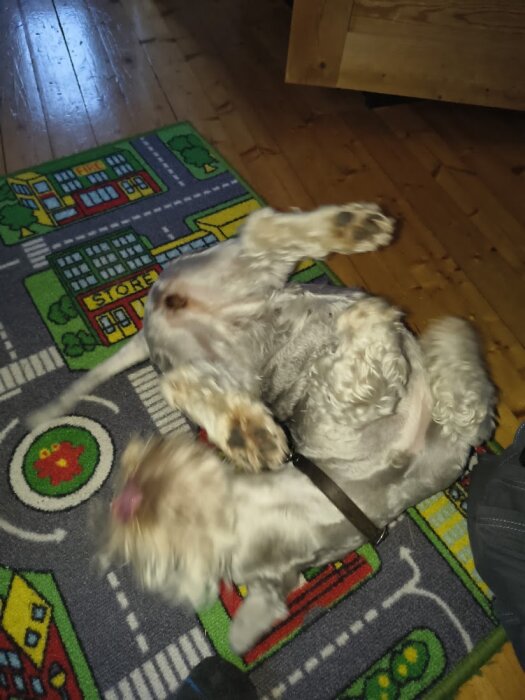 Ceskyterrier ligger på rygg och leker på en färgglad matta med gatumotiv.