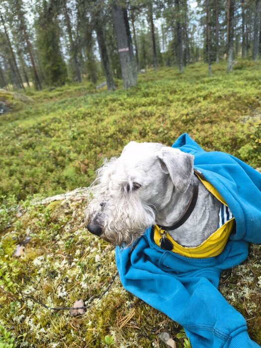 Ceskyterrier i skogen, inlindad i en blå tröja, omgiven av mossa och träd.