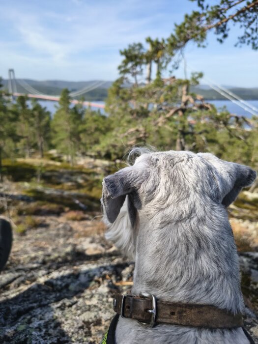 Hund som tittar ut över en skog med en bro i bakgrunden under en klarblå himmel.