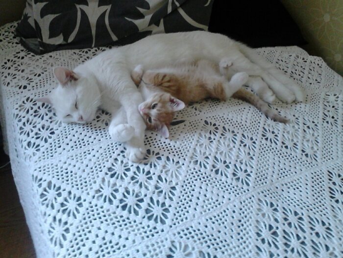 Två katter som vilar på en vit, mönstrad filt; en vit katt och en orange kattunge ligger tillsammans.