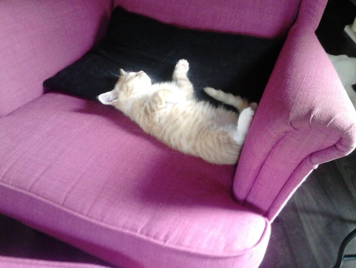 Orange katt som ligger avslappnad på en lila soffa med svarta detaljer, symboliserar avkoppling efter en hektisk arbetsvecka.