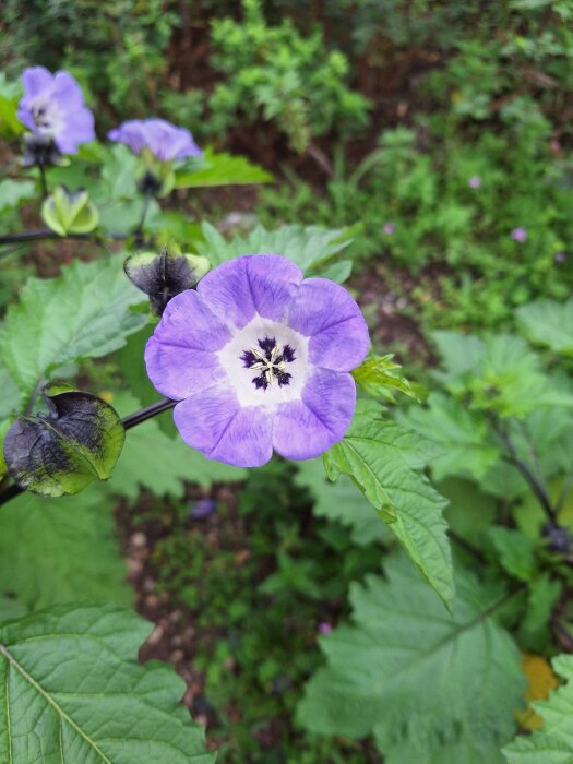 Lila blomma med vita inslag och mörkt centrum omgiven av gröna blad i trädgårdsmiljö.