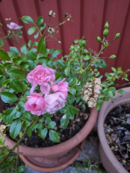 Rosa blommor av buskrosen "The Fairy" i kruka framför en röd trävägg.