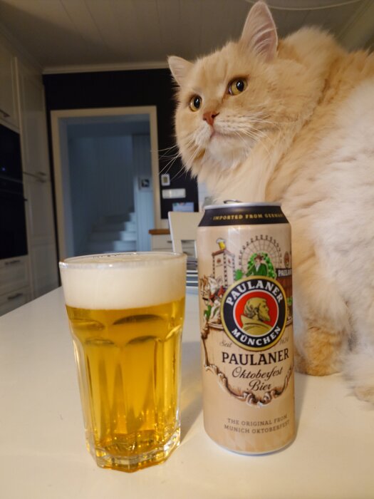 Oktoberfestöl i glas bredvid en fluffig katt som tittar på, med en ölburk i bakgrunden på ett köksbord.