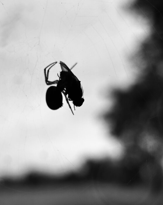 En fluga fångad i ett spindelnät mot en suddig bakgrund i svartvitt.