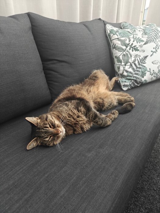Katt ligger avslappnat på mörkgrå soffa med kudde i bakgrunden.