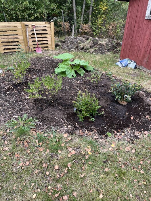 Planterade blåbärsbuskar i en trädgård med jord och gräs, en röd träbyggnad i bakgrunden och en komposthörna med verktyg.