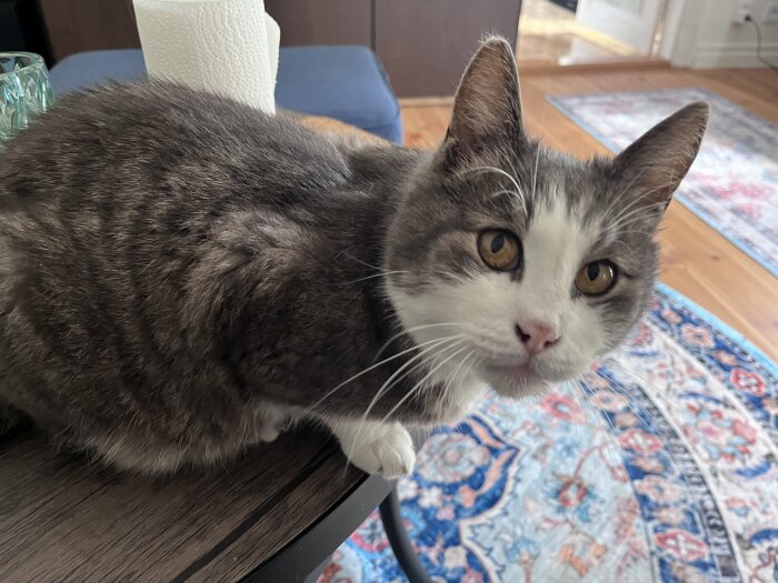 Katt med vit och grå päls sitter på ett bord, en färgglad matta syns i bakgrunden.