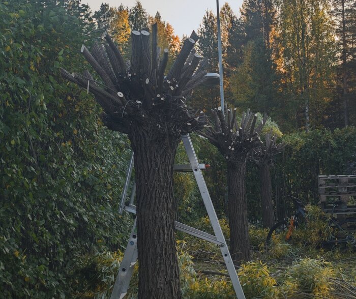 Några träd har beskurits kraftigt och en stege står lutad mot ett av dem i en trädgård med omgivande grönska och skog i bakgrunden.