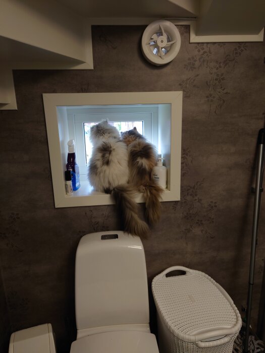 Två långhåriga katter sitter i ett fönster i ett badrum, med en toalett och en tvättkorg synliga i förgrunden.