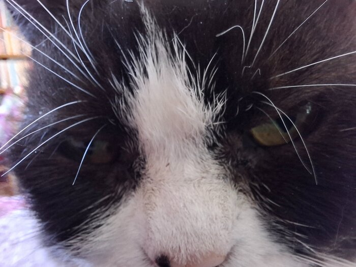Närbild av ansiktet på en svartvit katt med vita morrhår och gröna ögon.