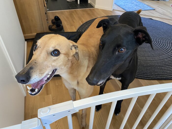 Två glada greyhounds står inomhus framför en vit grind, en brun och en svart, på trägolv med en rund matta.