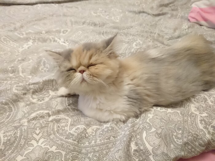 Fluffig katt ligger avslappnat på ett mönstrat täcke med slutna ögon.