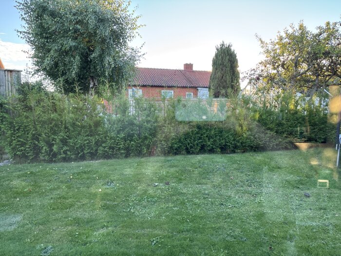 Gräsmatta med tät häck av barrväxter, stort lövträd och tegelhus i bakgrunden under klar himmel.